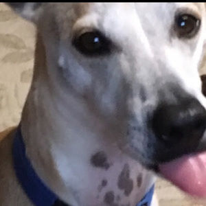 Meet your Posher, Char